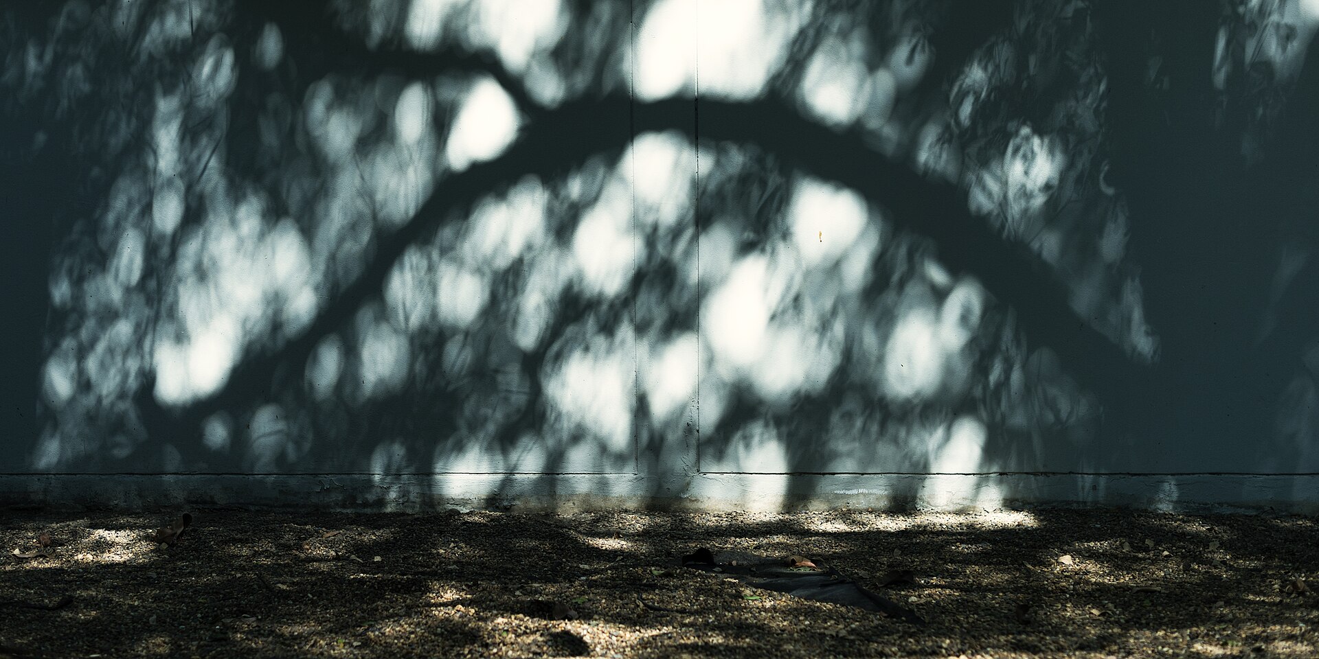 Ombre portée du feuillage d'un arbre sur un mur clair, en fin d'après-midi.