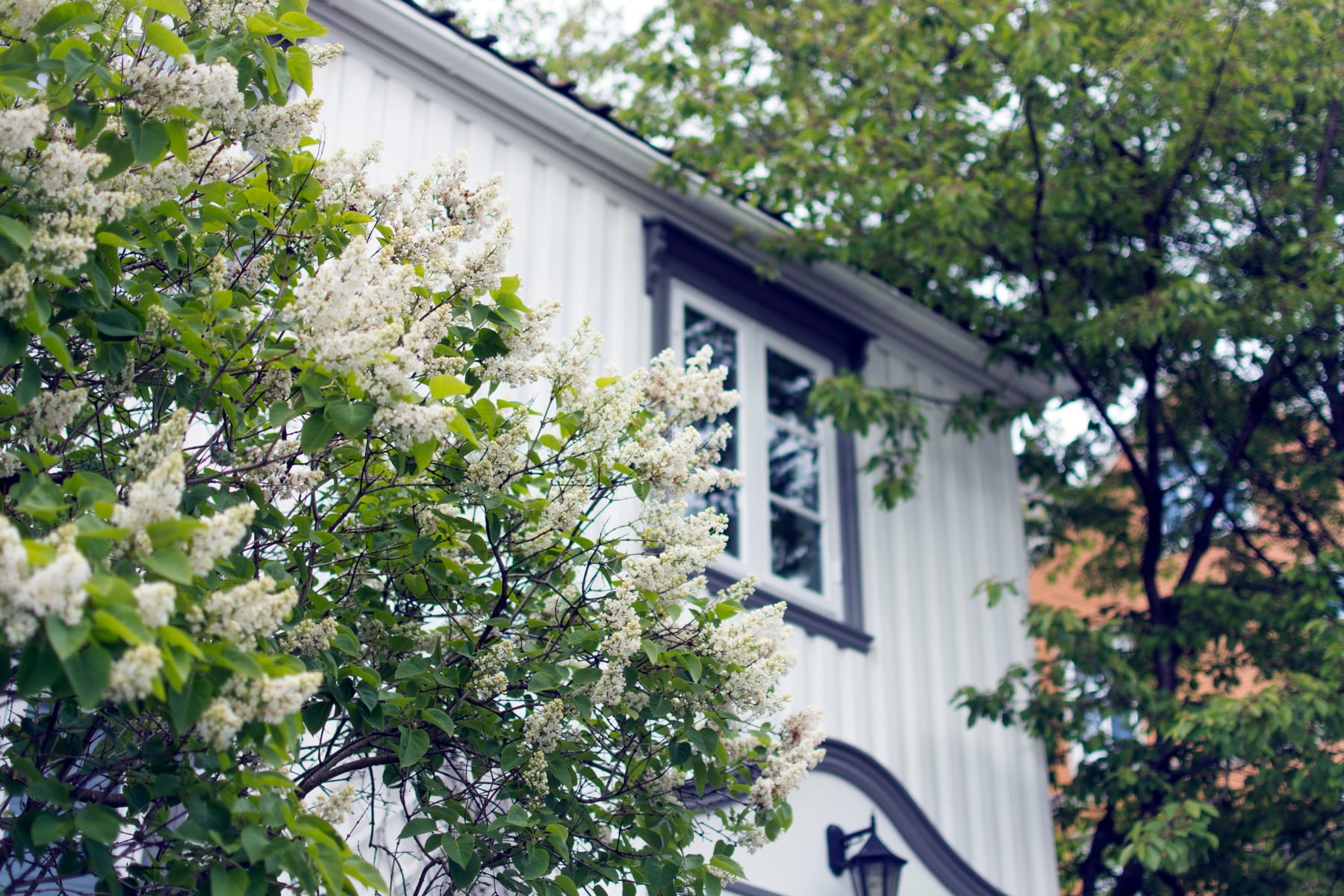 Façade blanche d'une maison entourée de lilas en fleurs et de grands arbres.